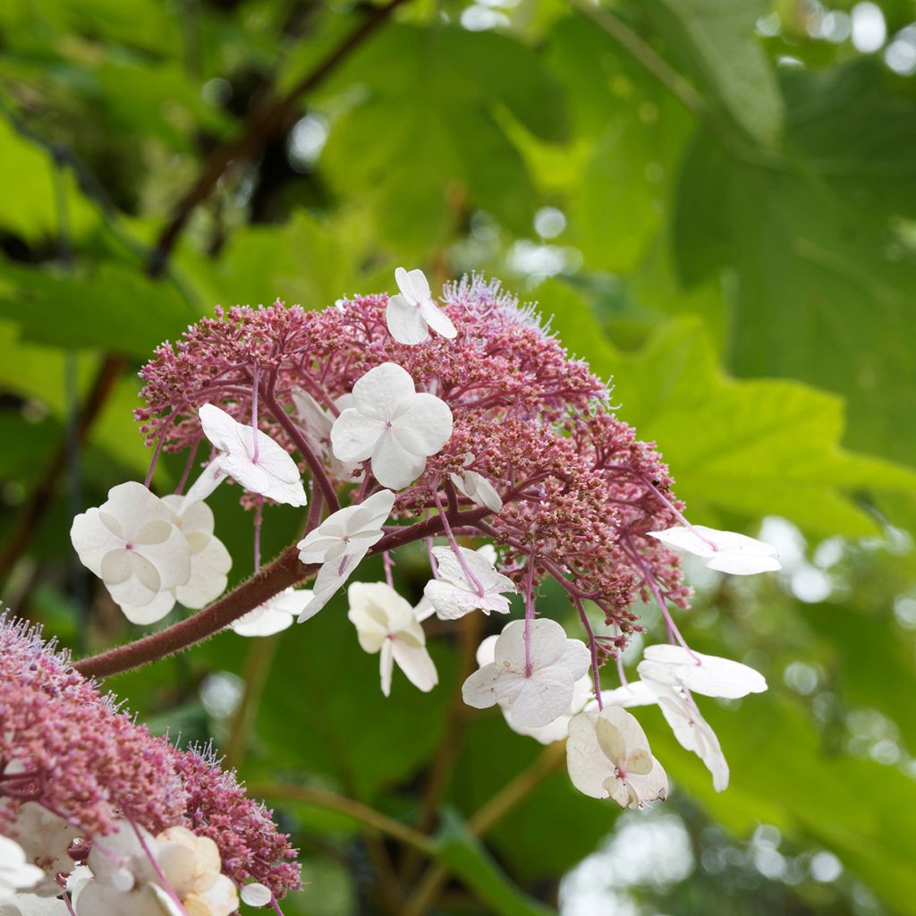 Hydrangea aspera Goldrush - Samthortensie