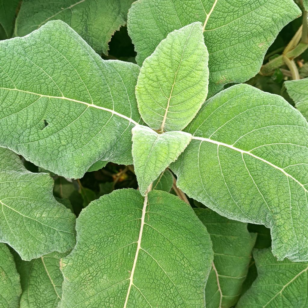 Hortensia - Hydrangea aspera Macrophylla