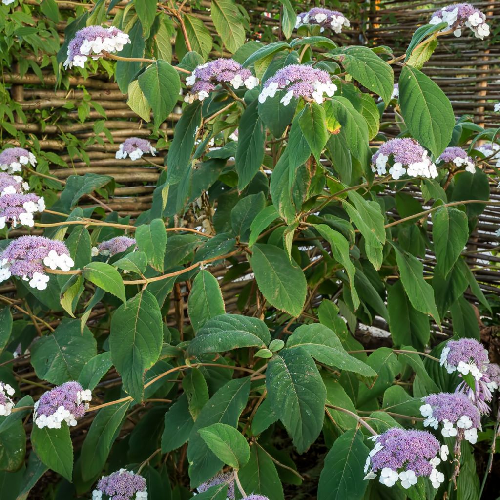 Hydrangea aspera subsp.sargentiana - Samthortensie
