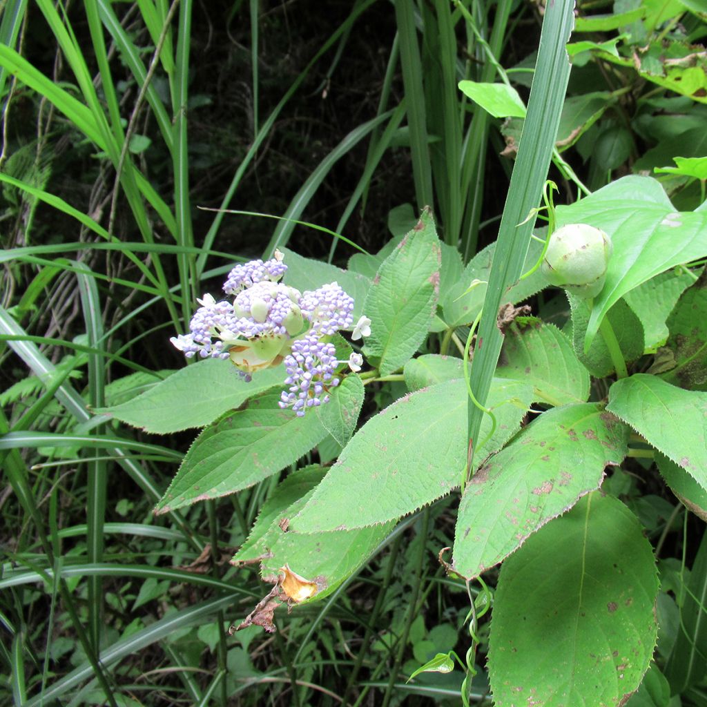 Hydrangea involucrata - Hüllblatt-Hortensie