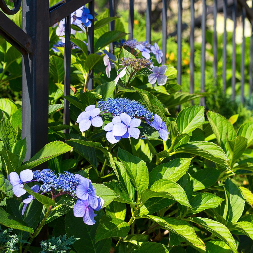 Hydrangea macrophylla Blaumeise - Bauernhortensie
