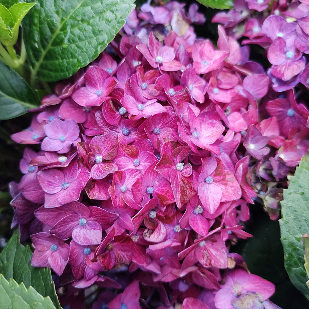 Hydrangea macrophylla Deep Purple Dance - Bauernhortensie