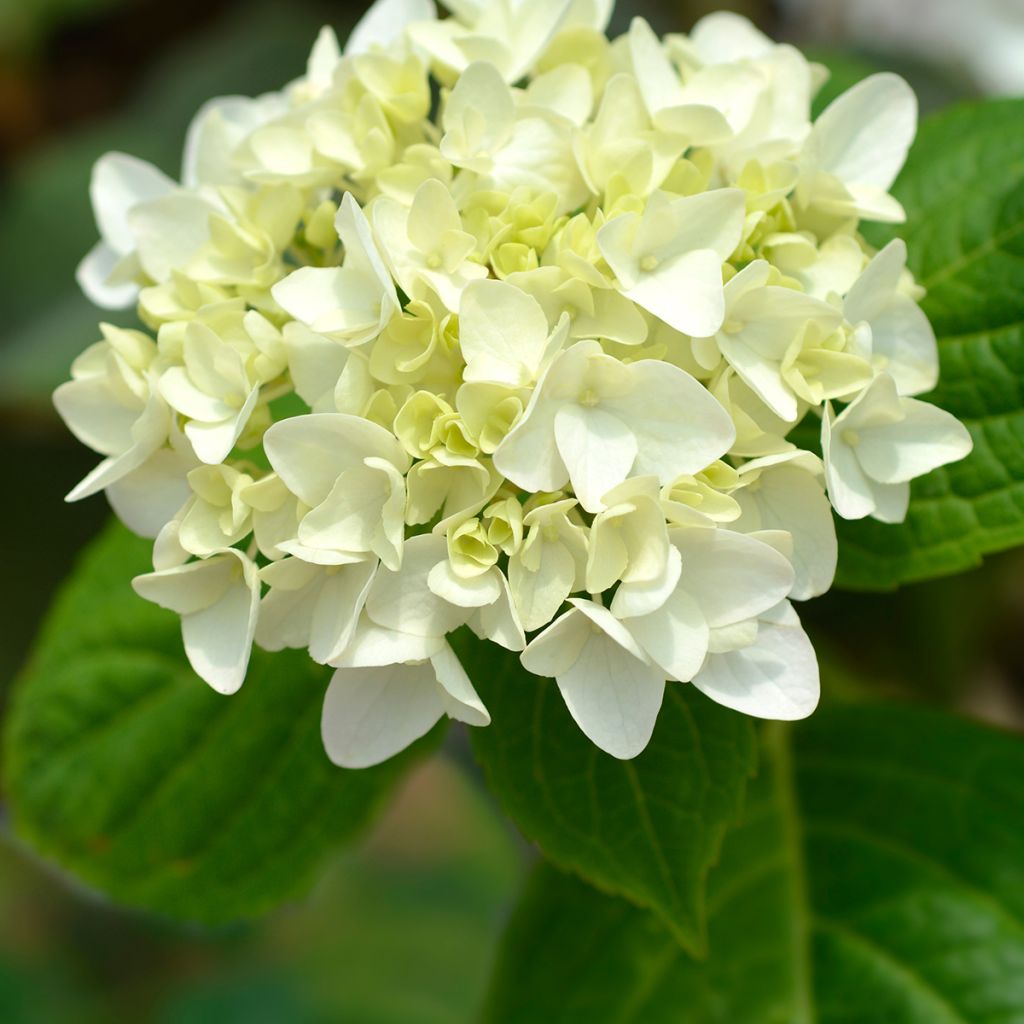 Hydrangea macrophylla Endless Summer The Bride - Bauernhortensie