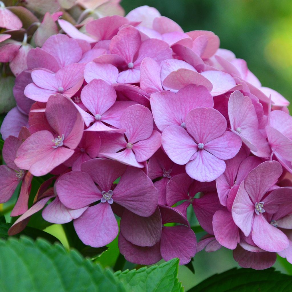 Hydrangea macrophylla Endless Summer The Original Pink - Bauernhortensie