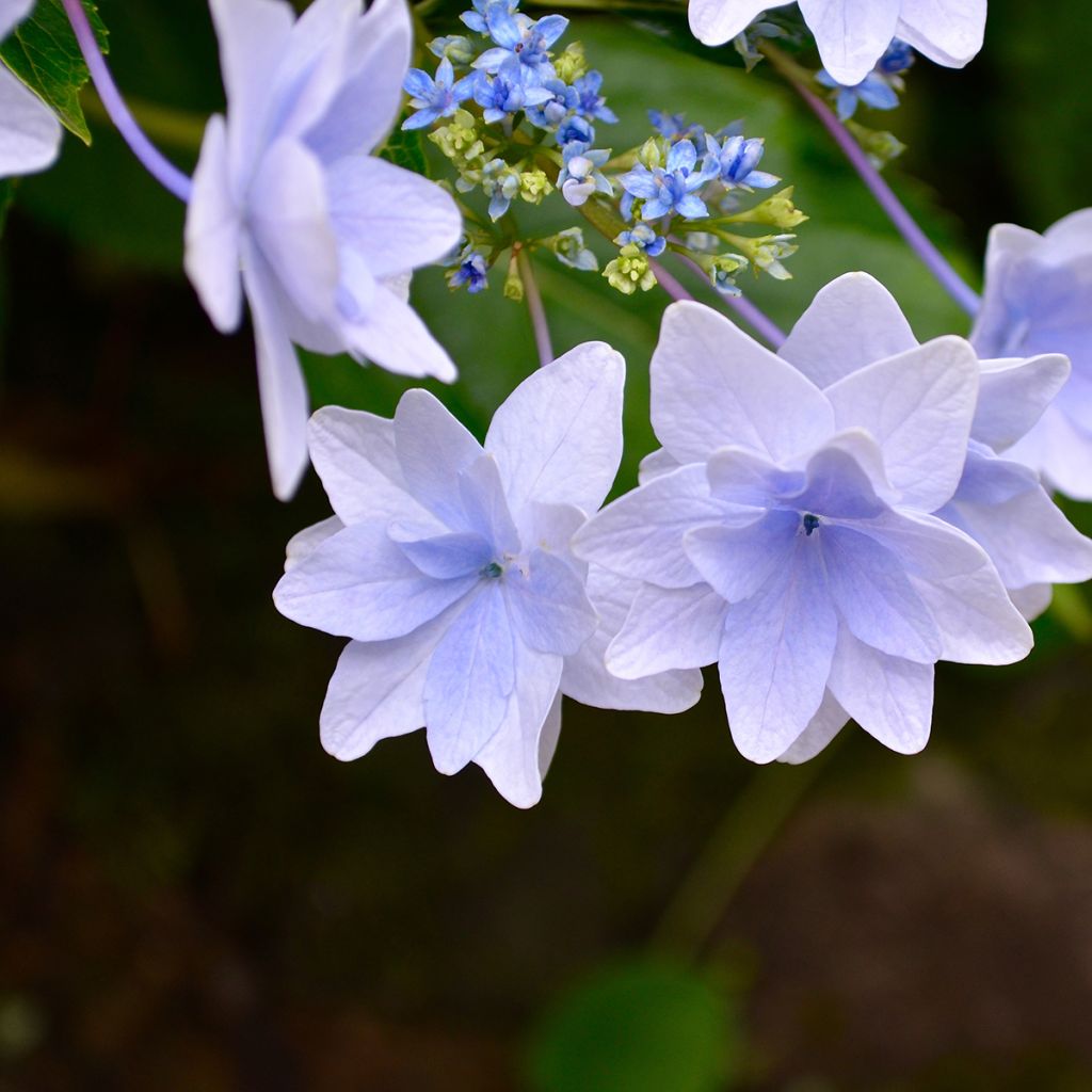 Hydrangea macrophylla Fireworks Blue - Bauernhortensie