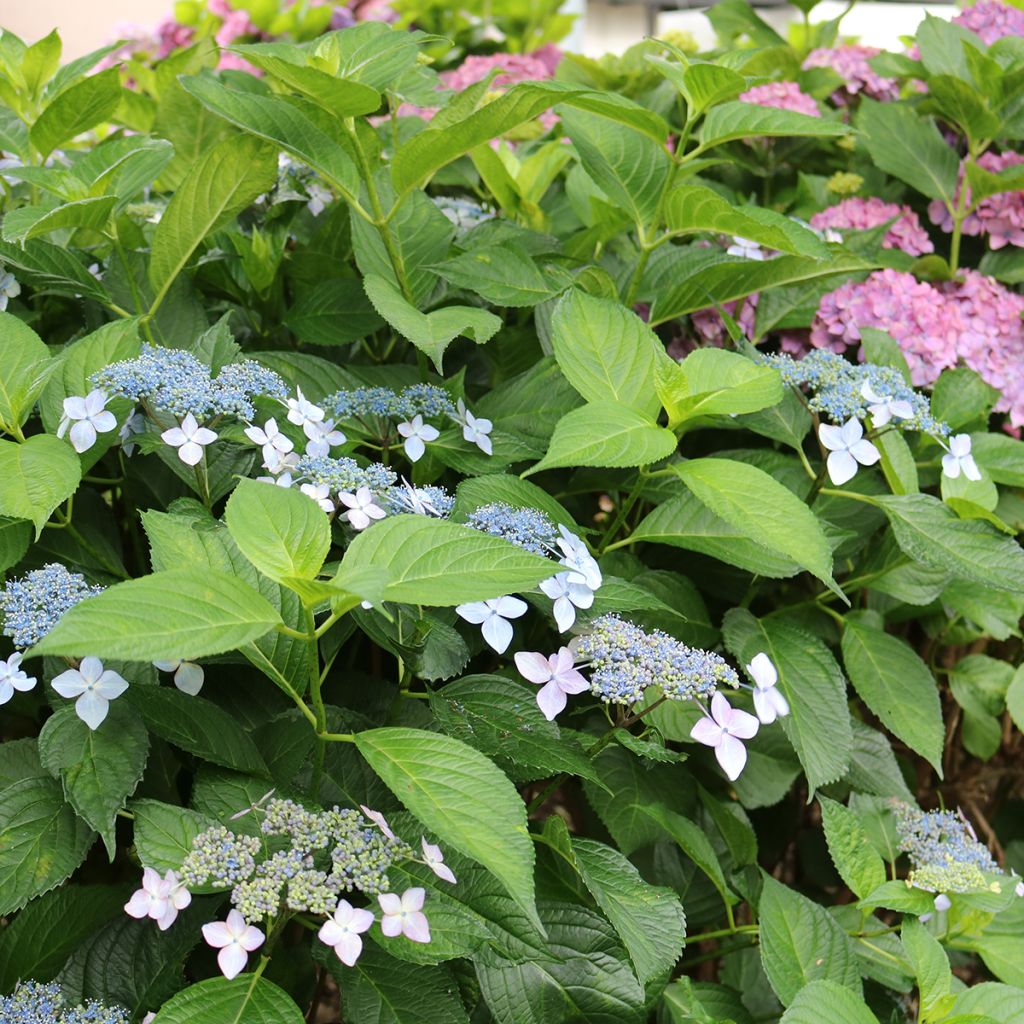 Hydrangea macrophylla Great Star Blanc Bleu - Bauernhortensie