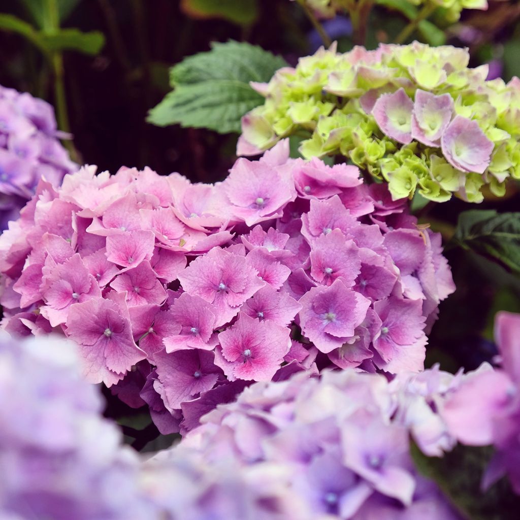 Hydrangea macrophylla Hambourg - Bauernhortensie