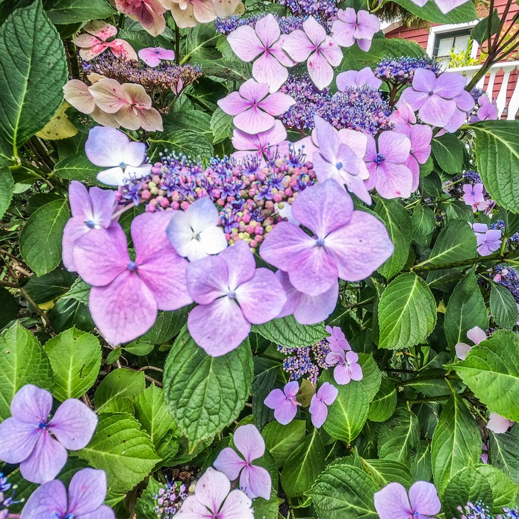 Hydrangea macrophylla Kardinal Violet - Bauernhortensie
