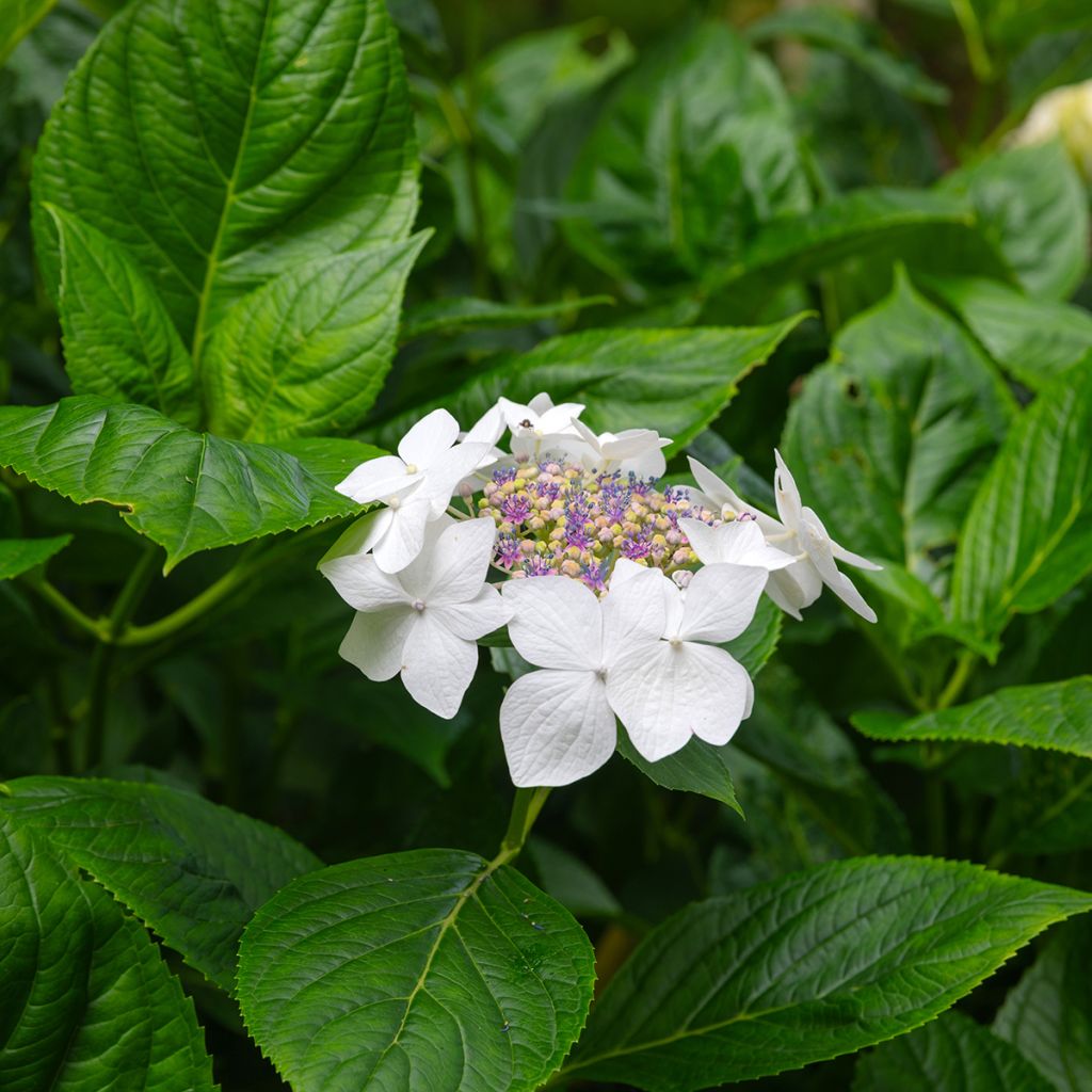 Hydrangea macrophylla Libelle - Bauernhortensie