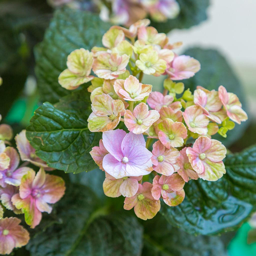 Hydrangea macrophylla Magical Amethyst - Bauernhortensie