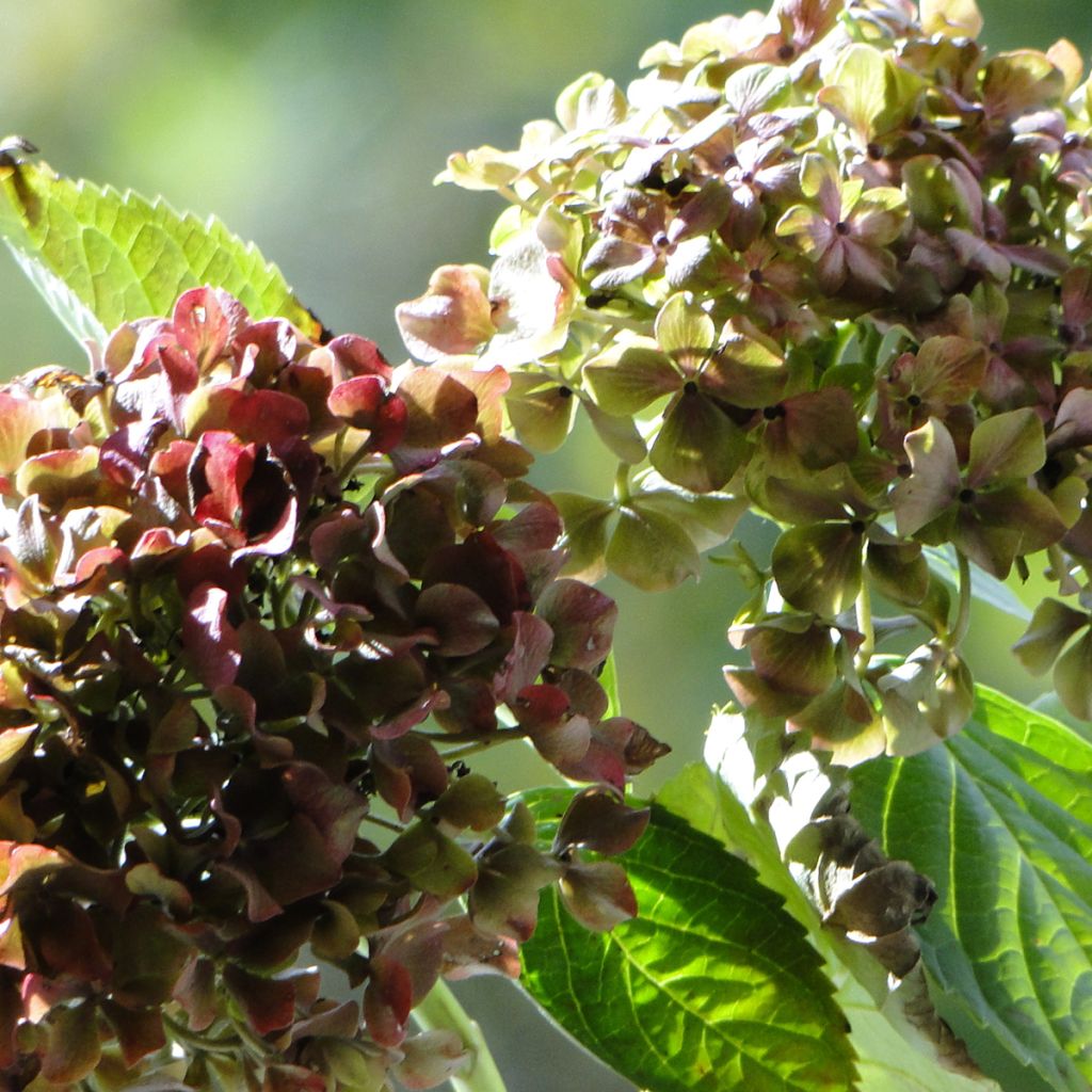 Hydrangea macrophylla Magical Crimson - Bauernhortensie