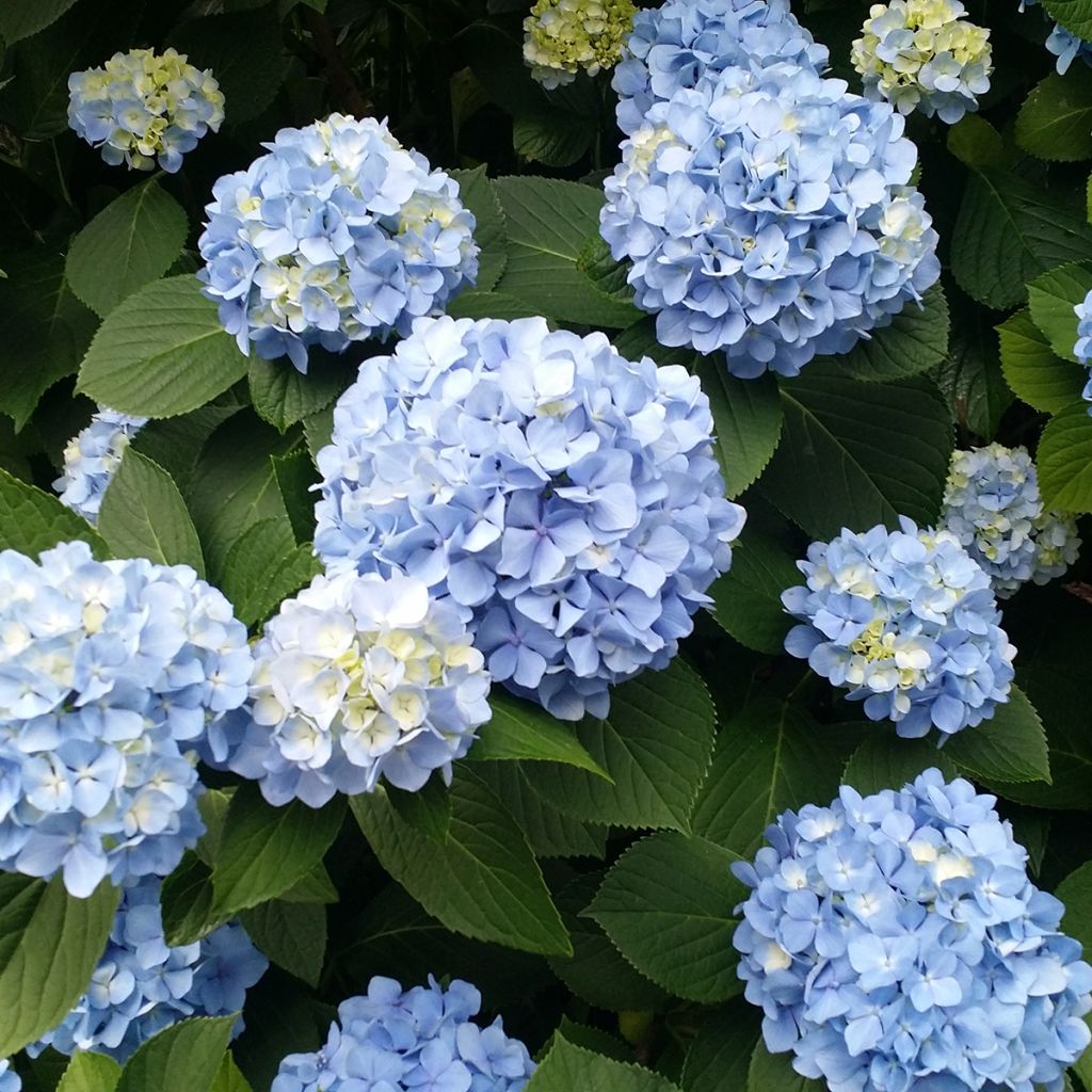 Hydrangea macrophylla Nikko Blue - Bauernhortensie