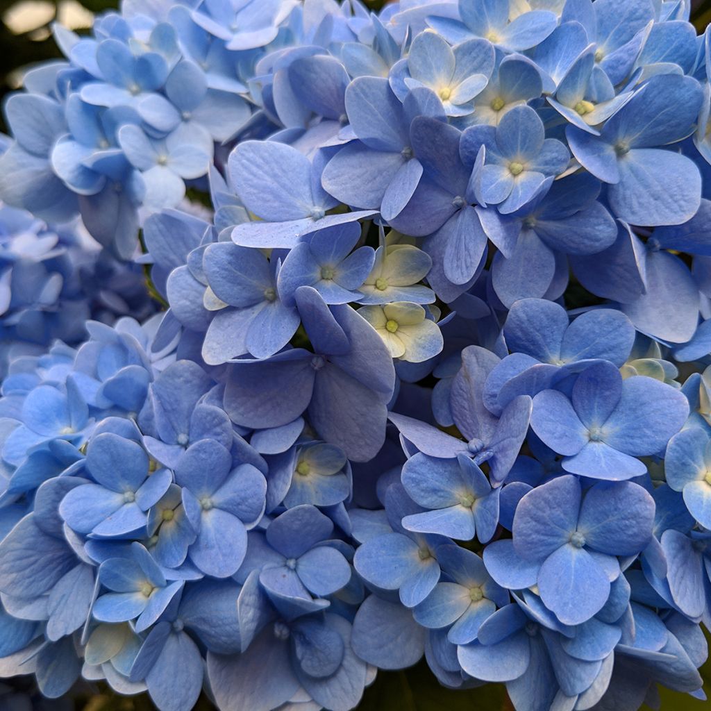 Hydrangea macrophylla Nikko Blue - Bauernhortensie