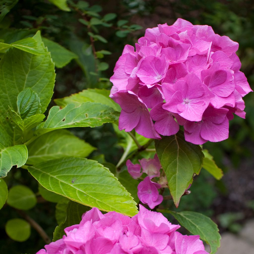 Hydrangea macrophylla Pia - Bauernhortensie