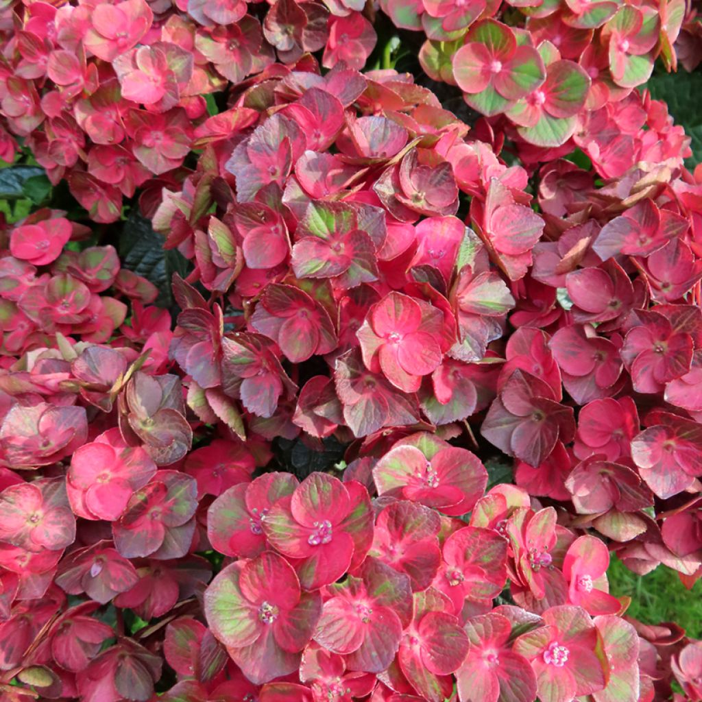 Hydrangea macrophylla Rebellion Choco Love - Bauernhortensie