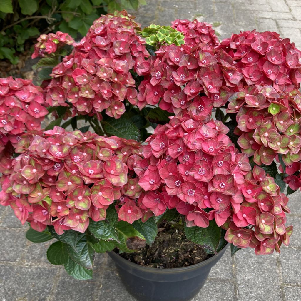 Hydrangea macrophylla Rebellion Choco Love - Bauernhortensie