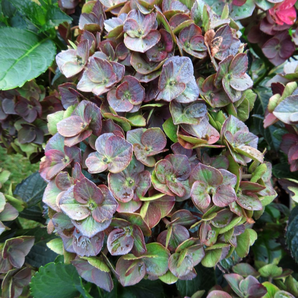 Hydrangea macrophylla Rebellion Choco Love - Bauernhortensie