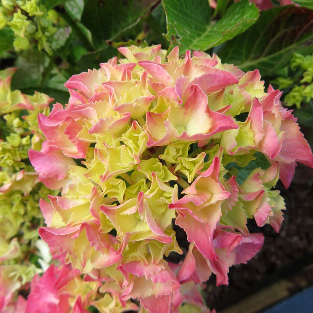 Hydrangea macrophylla Rebellion Pink Love - Bauernhortensie