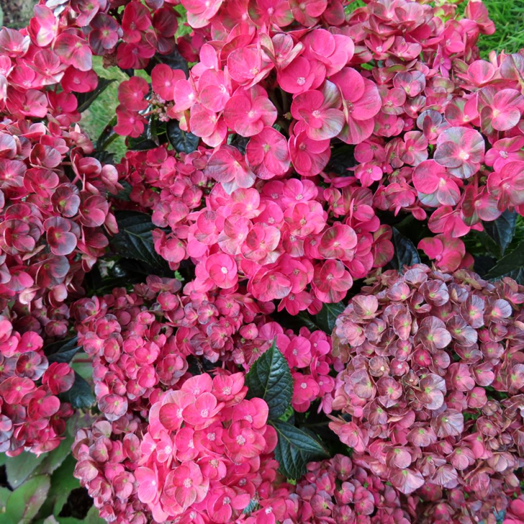 Hydrangea macrophylla Rebellion Pistachio Love - Bauernhortensie