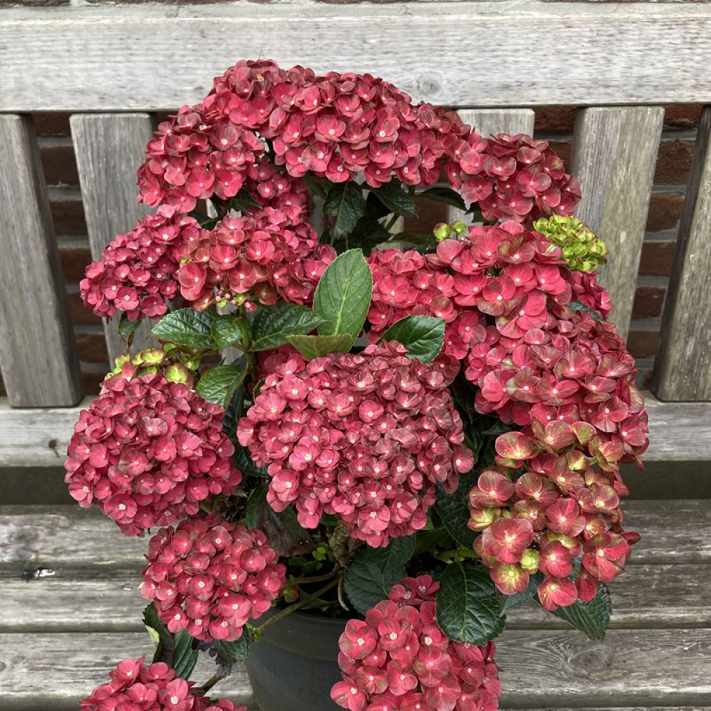 Hydrangea macrophylla Rebellion Pistachio Love - Bauernhortensie