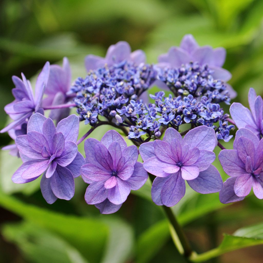 Hydrangea macrophylla Tinkerbell - Bauernhortensie