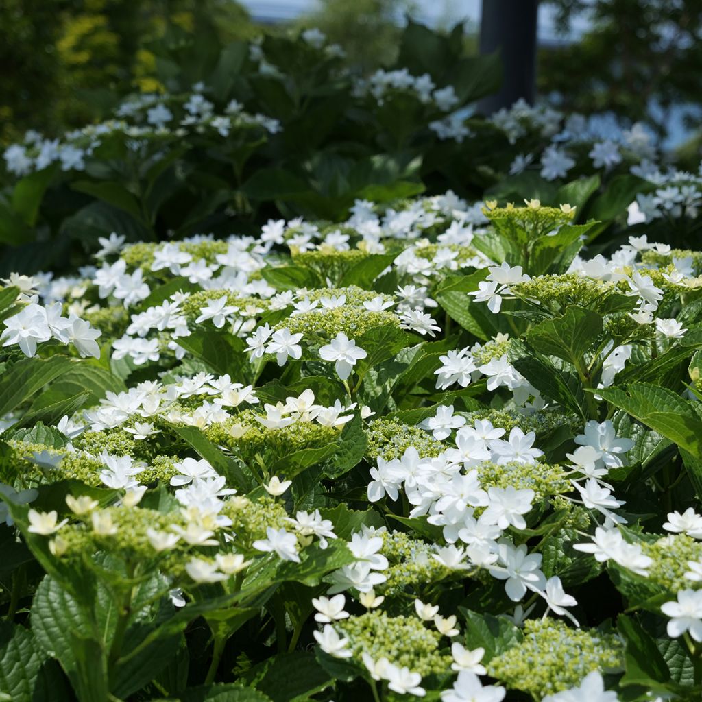 Hydrangea macrophylla Wedding Gown - Bauernhortensie