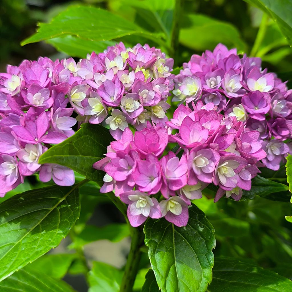 Hydrangea macrophylla You and Me Together - Bauernhortensie