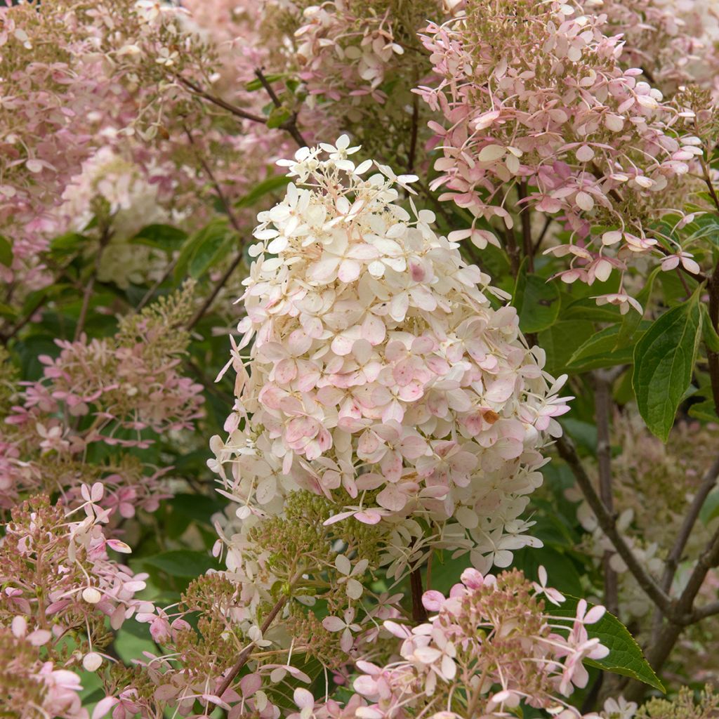 Rispenhortensie Pink Diamond - Hydrangea paniculata