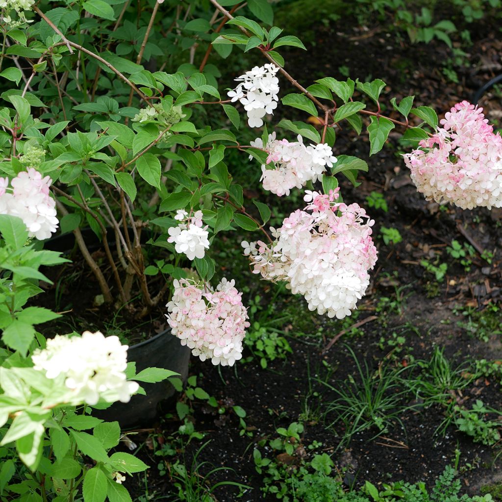 Rispenhortensie Pink Diamond - Hydrangea paniculata