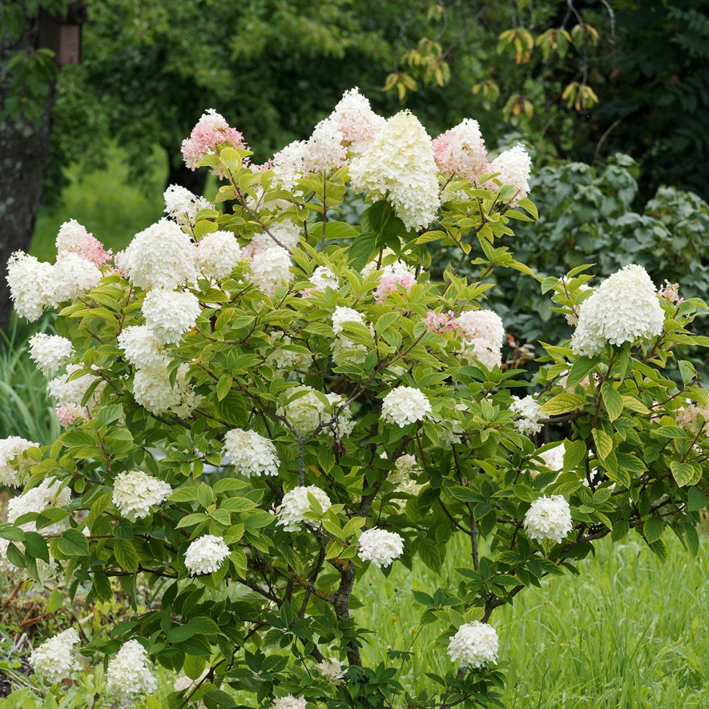 Rispenhortensie Pink Diamond - Hydrangea paniculata