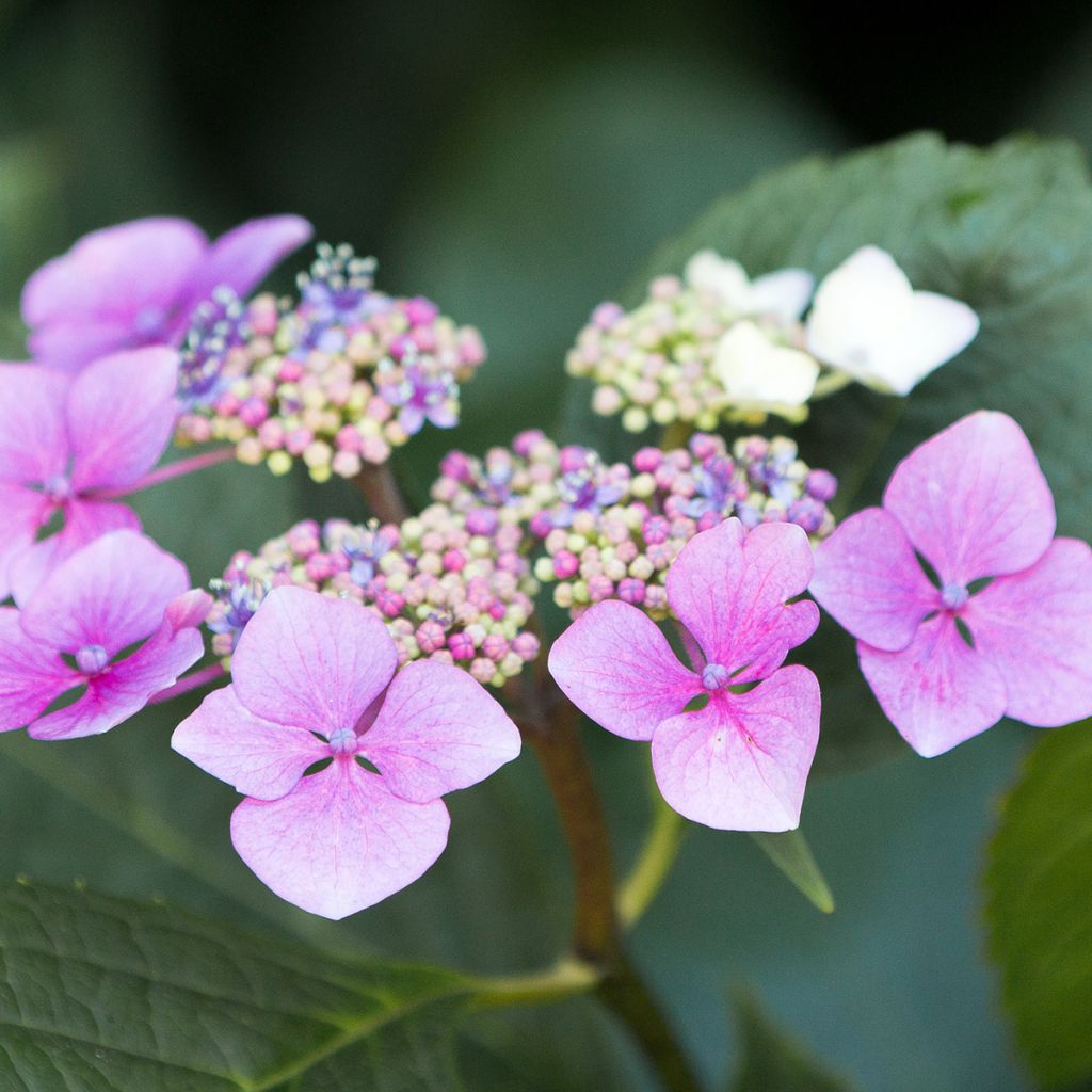 Hydrangea serrata Blue Deckle - Tellerhortensie