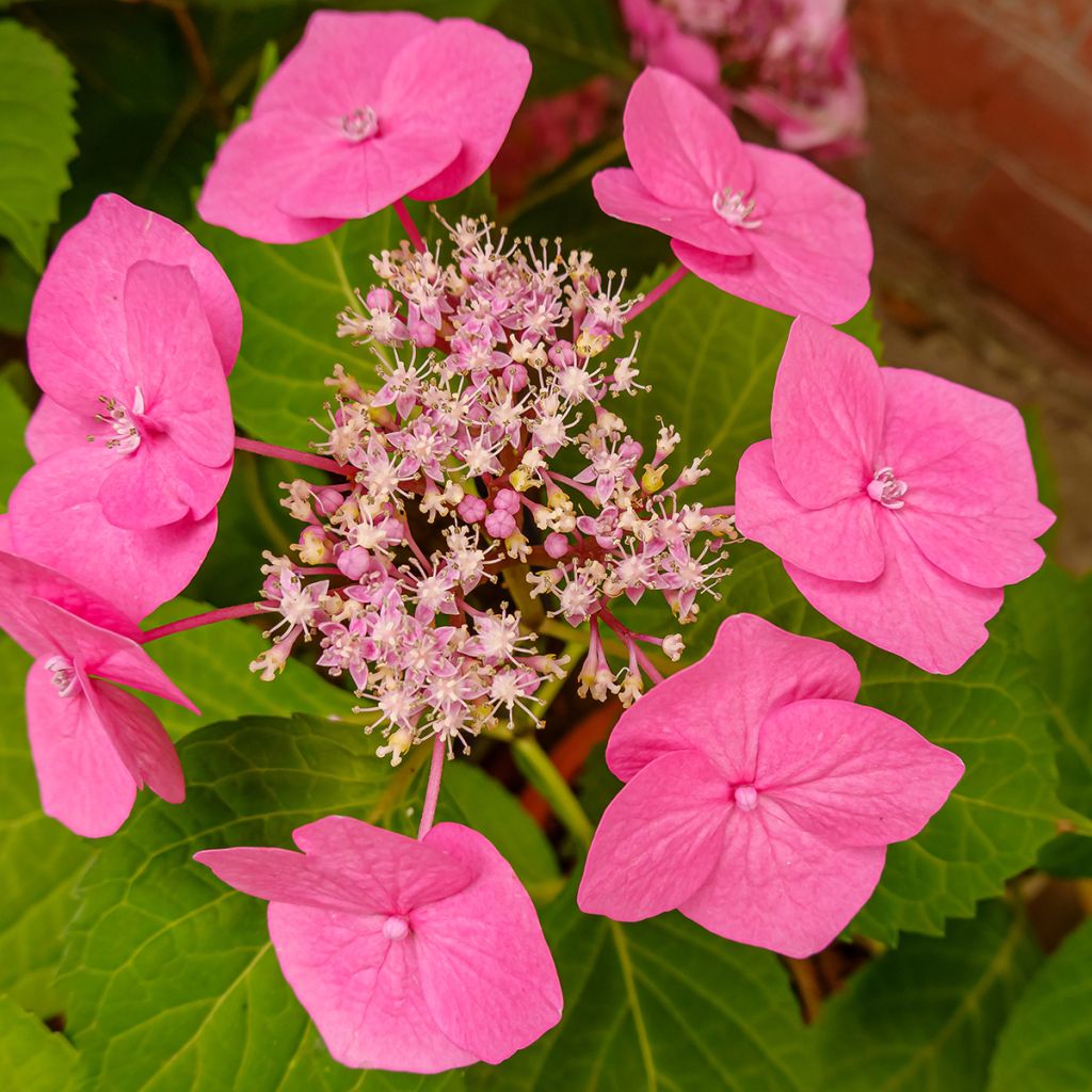 Hydrangea serrata Cotton Candy - Tellerhortensie