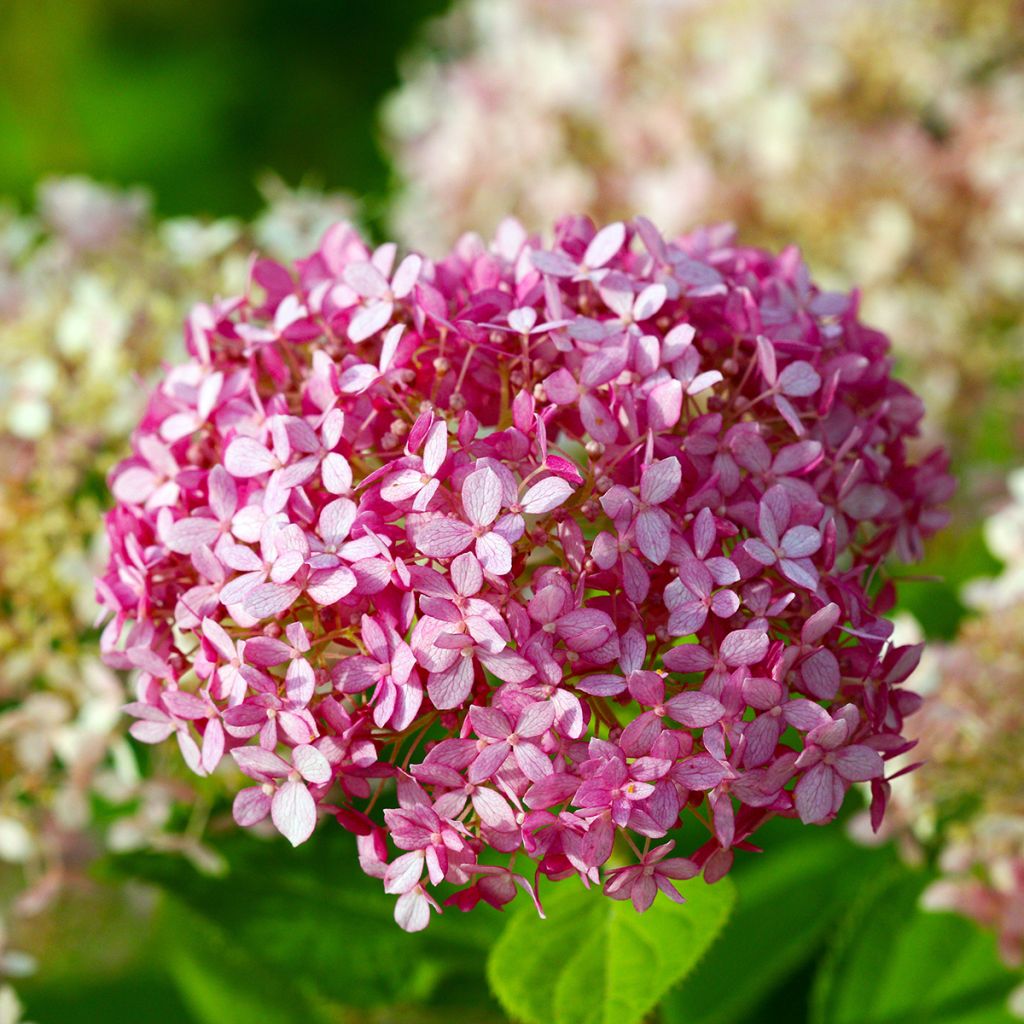 Schneeballhortensie Pink Annabelle - Hydrangea arborescens