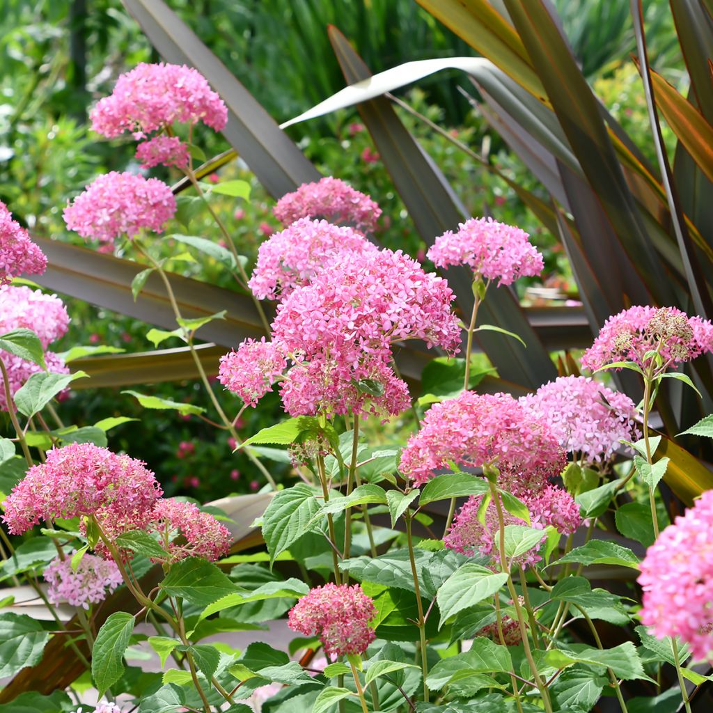 Schneeballhortensie Pink Annabelle - Hydrangea arborescens