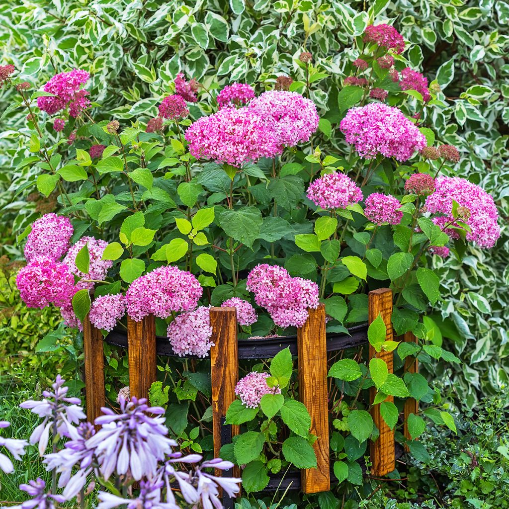 Schneeballhortensie Pink Annabelle - Hydrangea arborescens