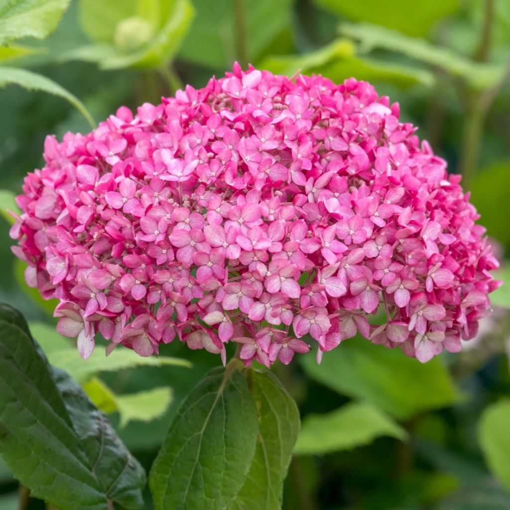Schneeballhortensie Ruby Annabelle - Hydrangea arborescens