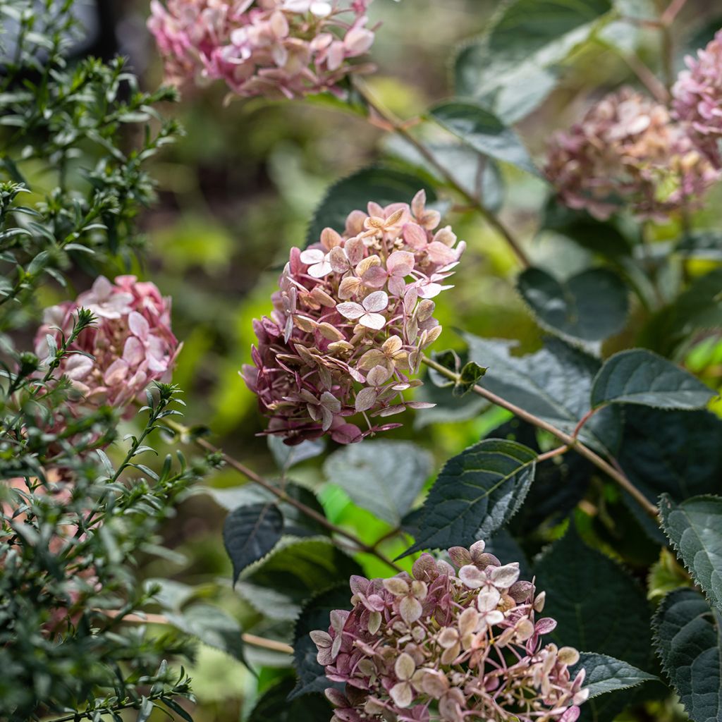 Ballhortensie Sweet Annabelle - Hydrangea arborescens