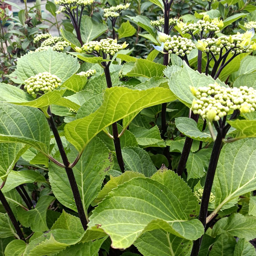 Hydrangea macrophylla Zorro Blue - Bauernhortensie