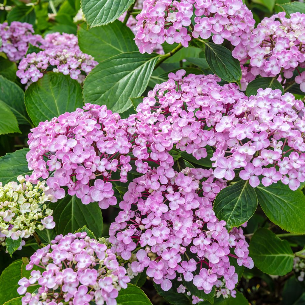 Hydrangea macrophylla Ayesha - Bauernhortensie