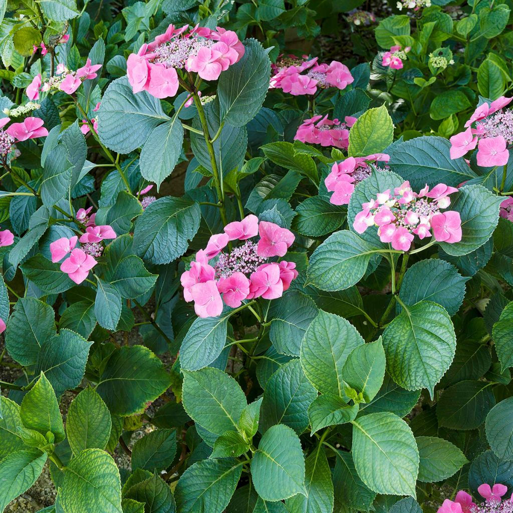 Hydrangea macrophylla Teller Red - Bauernhortensie