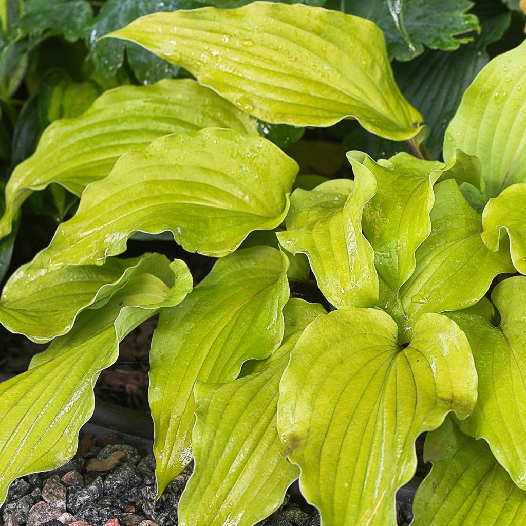 Hosta Flemish Gold - Garten-Funkie