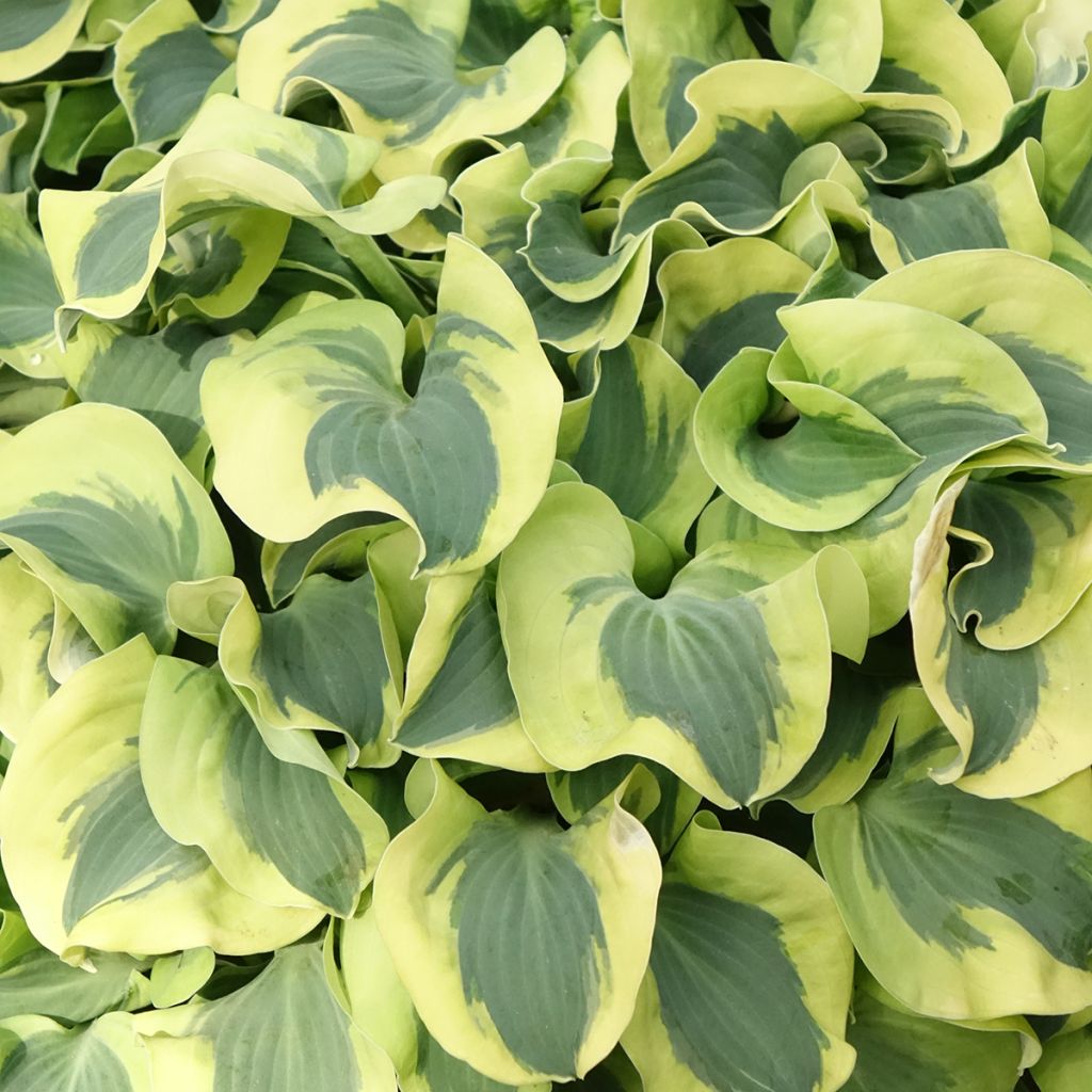 Hosta Mini Skirt - Garten-Funkie