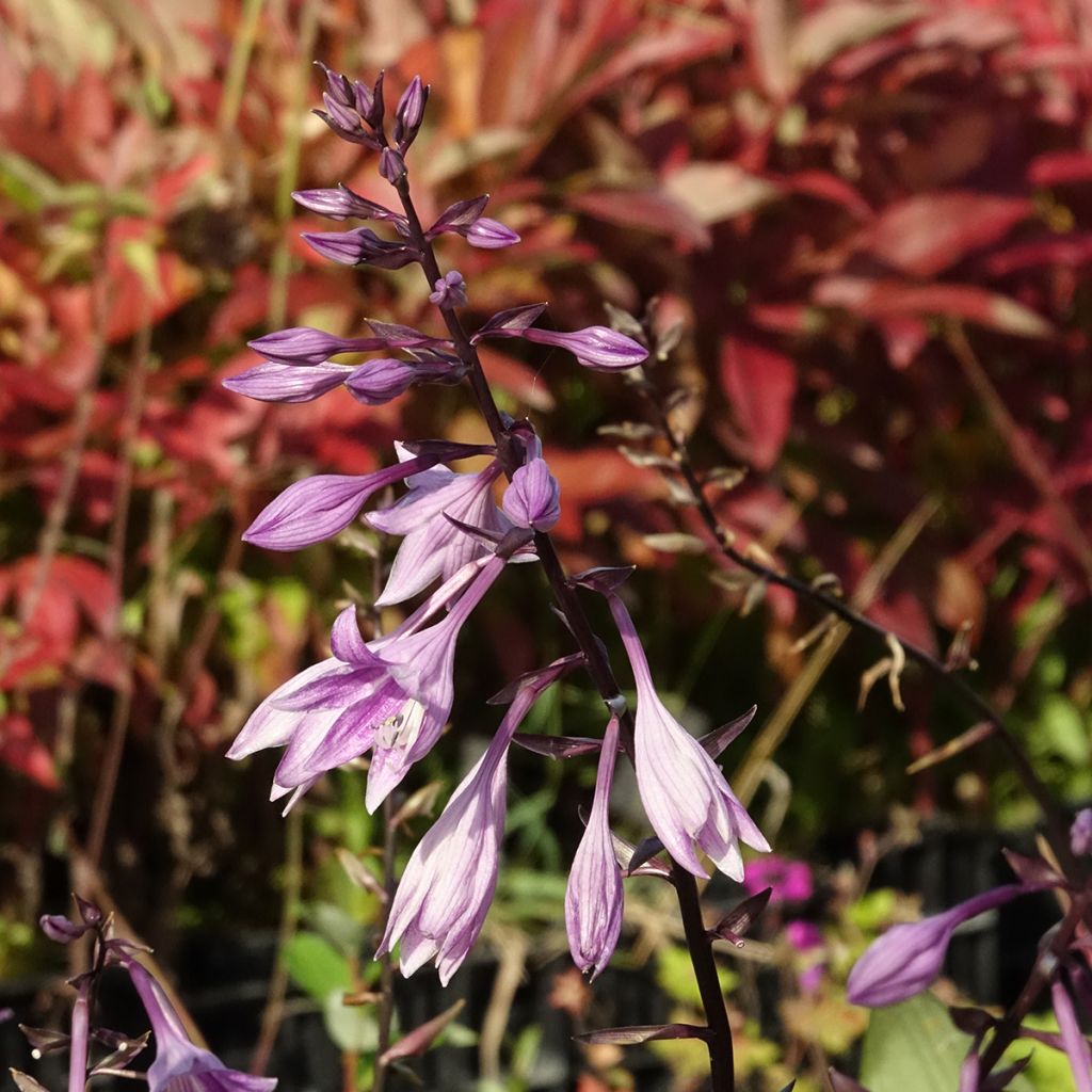 Hosta Red Ninja - Garten-Funkie
