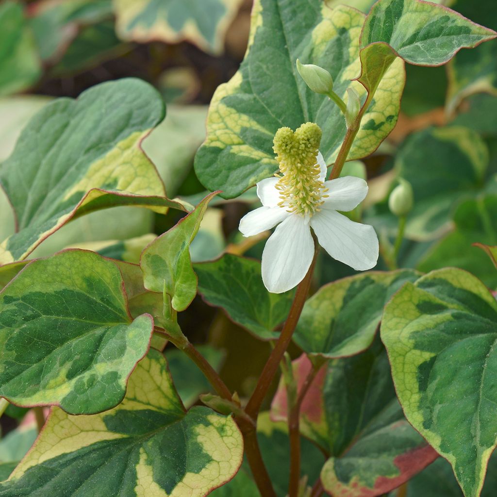 Houttuynia cordata Chameleon - Eidechsenschwanz