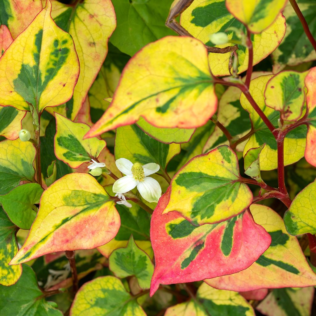 Houttuynia cordata Chameleon - Eidechsenschwanz