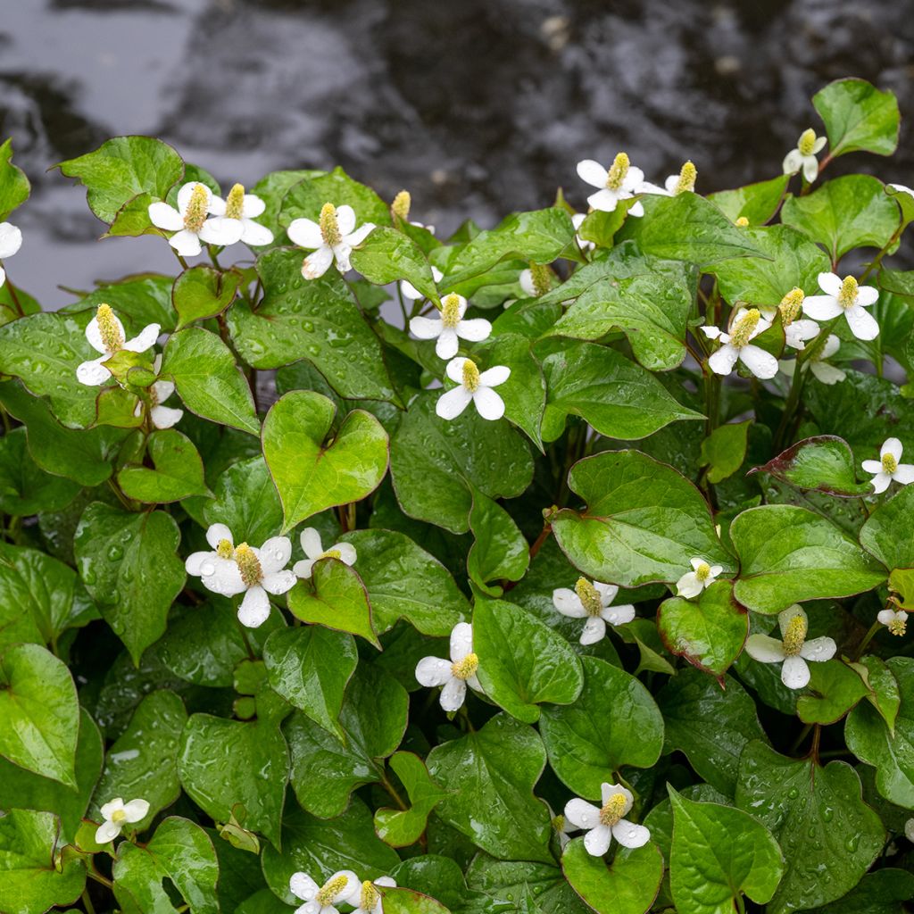 Houttuynie - Houttuynia cordata
