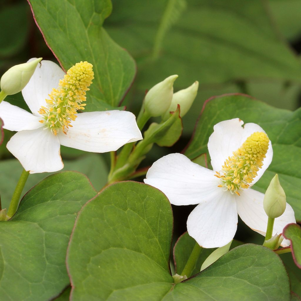 Houttuynie - Houttuynia cordata