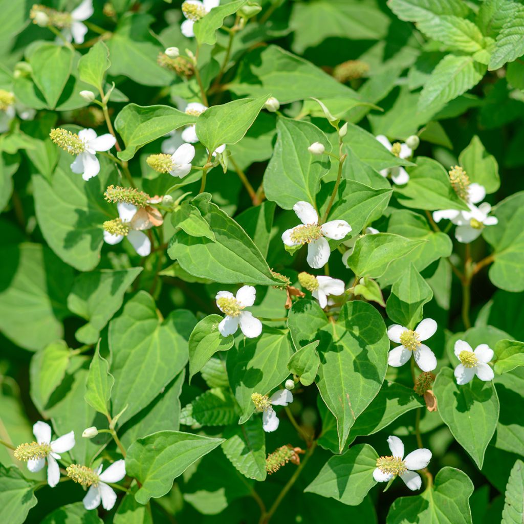 Houttuynie - Houttuynia cordata