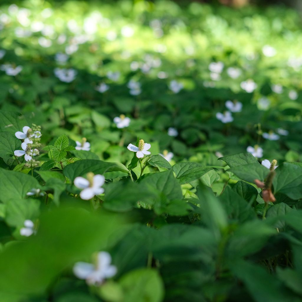 Houttuynie - Houttuynia cordata