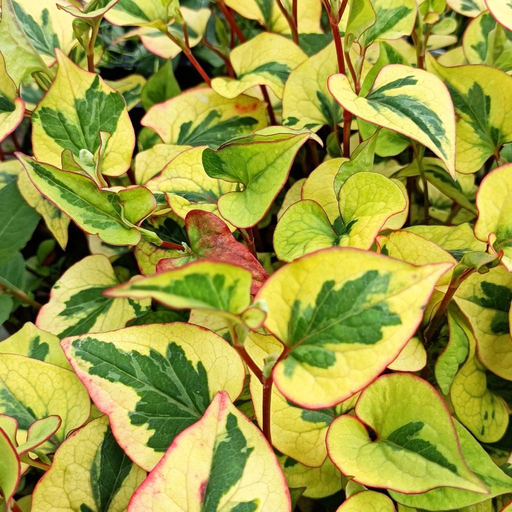 Houttuynia cordata Chameleon - Eidechsenschwanz